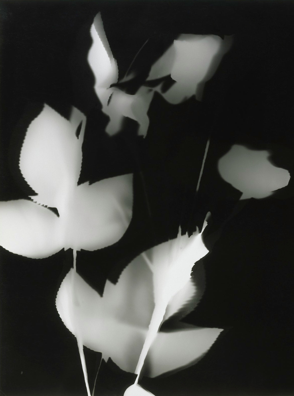 Sans Titre c.1939 | Abstract Photographic Print