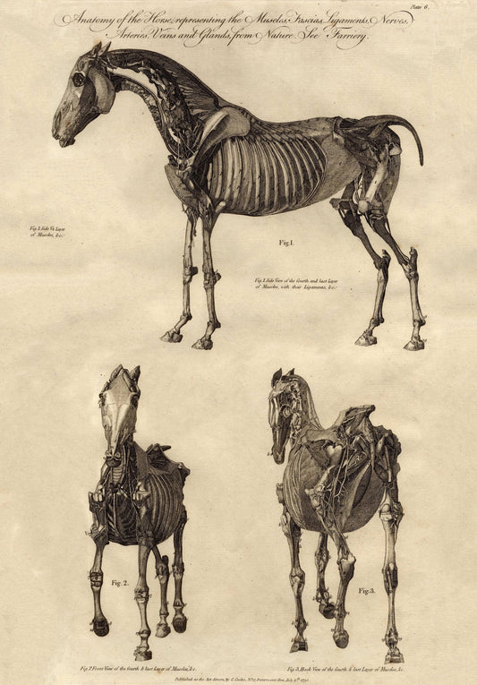 Vintage anatomical horse drawing c18th