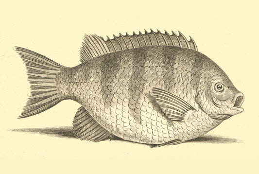 Wrasses Fish vintage poster