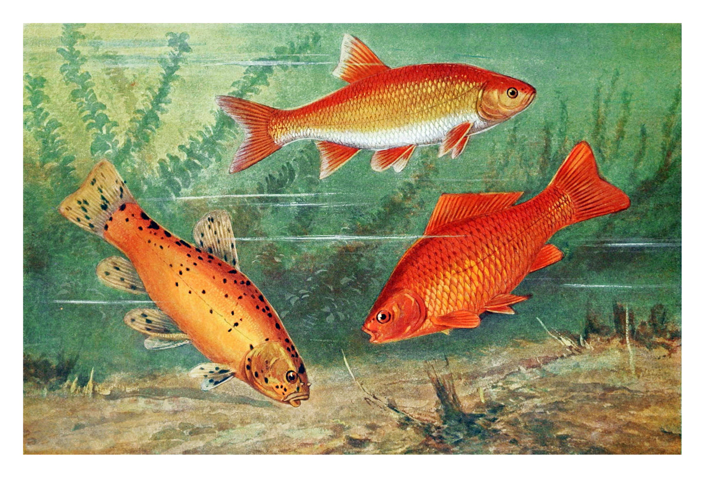 Goldfish vintage poster