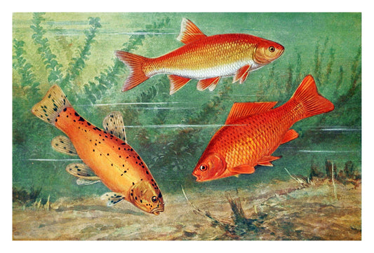 Goldfish vintage poster