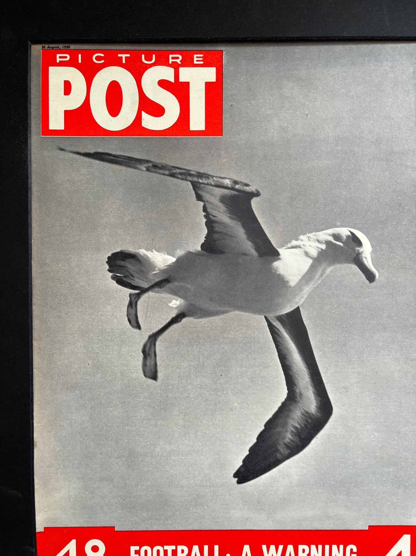 Vintage Magazine Cover - Picture Post, Seagull, Original, 1950