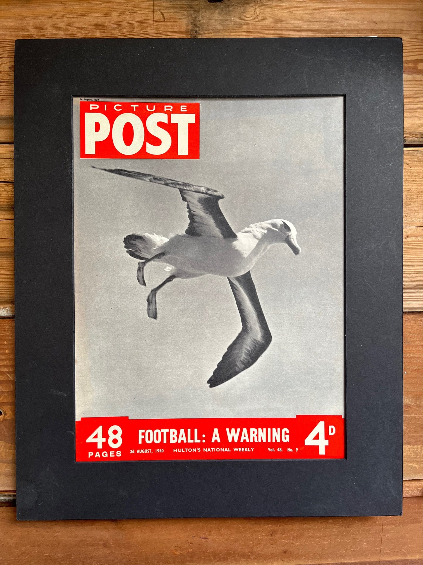 Vintage Magazine Cover - Picture Post, Seagull, Original, 1950